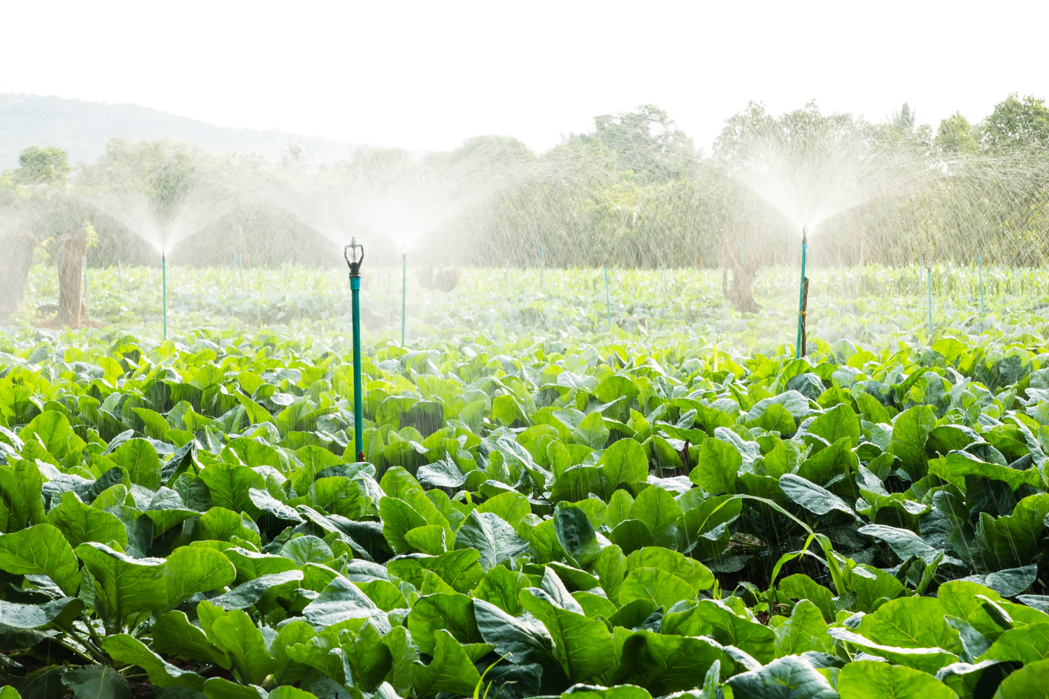 Sustainable Agricultural Practices