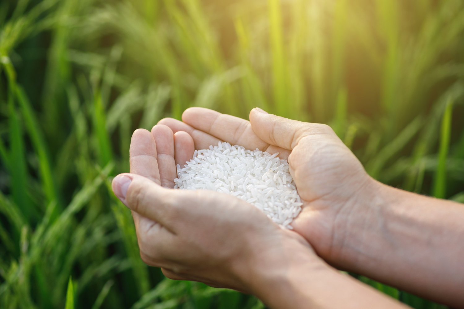 การพัฒนามาตรฐานการส่งออกข้าวไทย