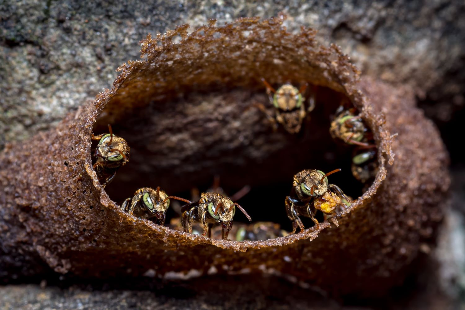 Stingless bees